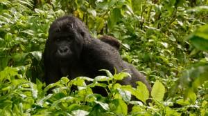 Mountain gorilla with infant gorilla riding on mums back