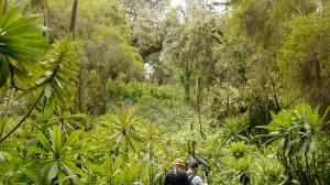 thick jungle on our trek to the mountain gorillas
