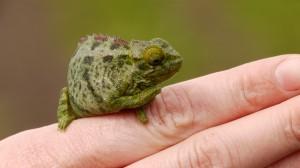 Small Chameleon found near Volcanoes National Park Rwanda 