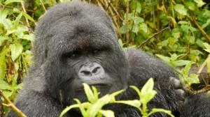 Isabakuru silver back gorilla Volcanoes National Park Rwanda 