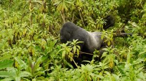 Silverback gorilla moving through the jungle