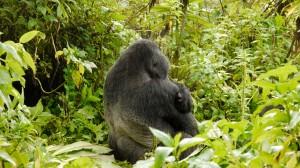 silver back mountain gorilla sitting Volcanoes National park Rwanda