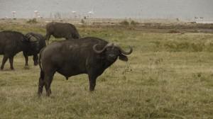 Old curly horns - water buffalo, Lake Nakuru