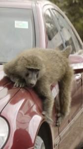Acting up - cheeky baboon checking out a car, Baboon Cliff