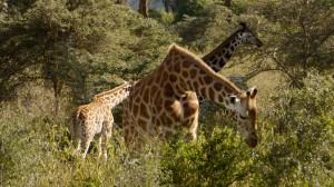 Breakfast time - giraffes working their neck muscles - Lake Nakuru National Park