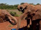 Elephant Orphans Solo Rhino