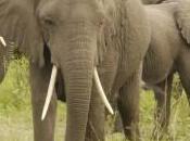 Captivating Elephants Queen Elizabeth National Park