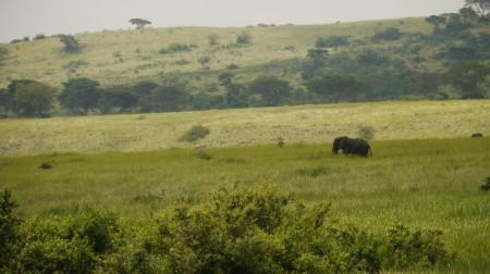 Grazing in peace, an elephant in the Savannah grasses, Queen Elizabeth National Park