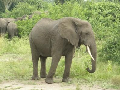 One of the senior female members of the family, Queen Elizabeth National Park