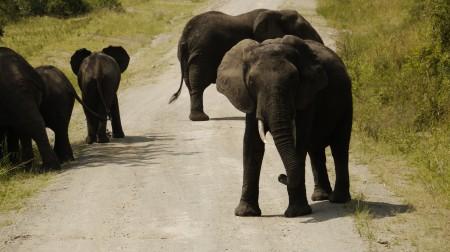 Less than impressed - one of the protective elephants