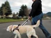 Woman Dual Bond with Guide Dog, Friend