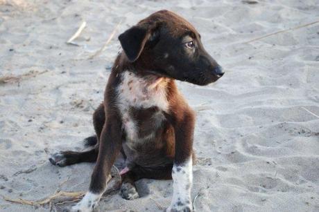 Nile, Egypt Puppy