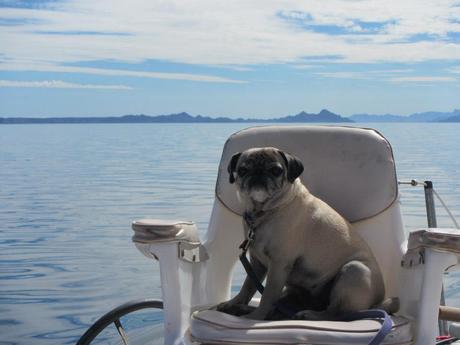 Captain Bridget the Pug