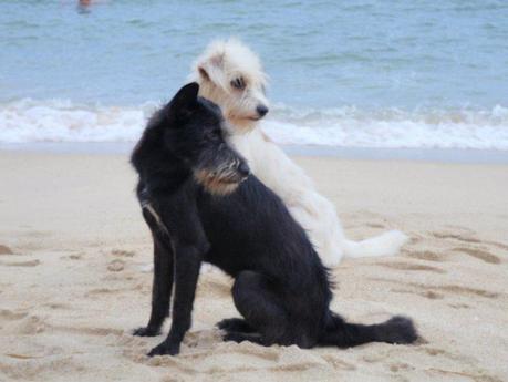 Dogs on Beach