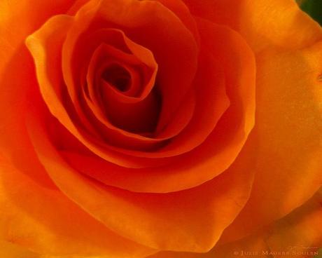 a flaming orange rose