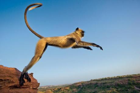 langur-monkey-jumps-615
