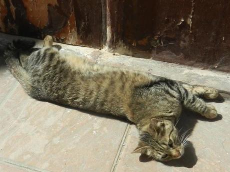 Cats of Course!/ Morocco