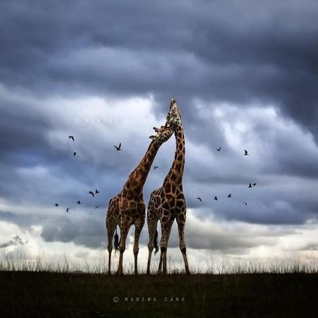 giraffes