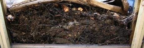 Compost Heap