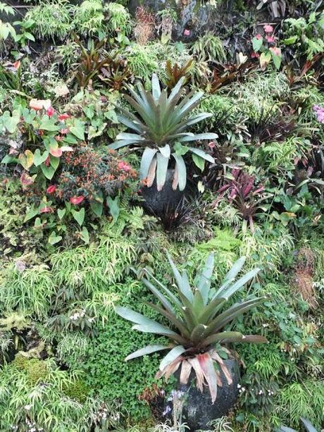 A Walk in the Cloud Forest