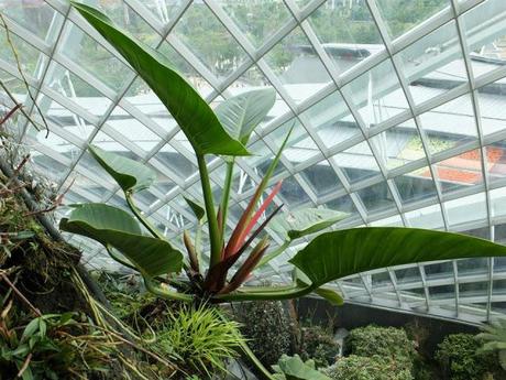 A Walk in the Cloud Forest