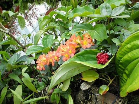 A Walk in the Cloud Forest