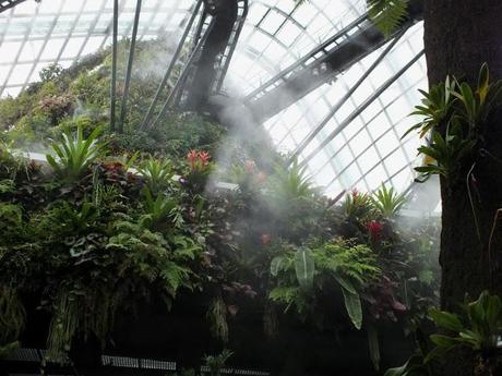 A Walk in the Cloud Forest