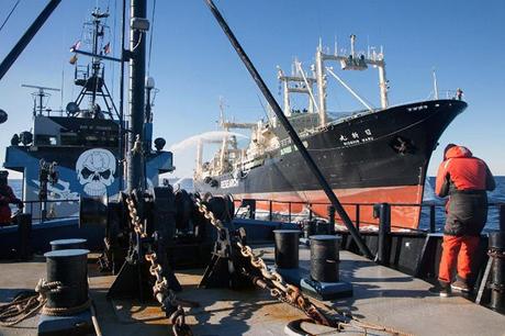 The Nisshin Maru (R) firing water cannons at the Sea Shepherd ship Steve IrwinТs smoke stack as Japanese whalers and militant conservationists clashed dangerously. (AFP Photo)