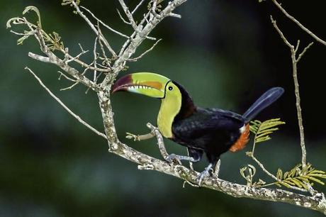 Keeled-billed Toucan in Tree