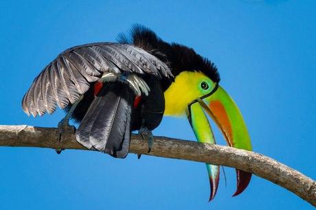 Keel-billed-Toucan-21