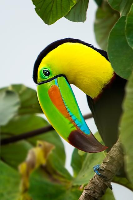 Keel-billed-Toucan-22