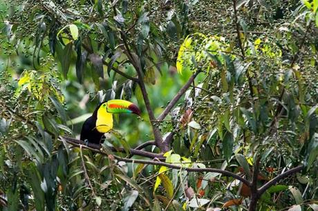 Toucan-in-Tree