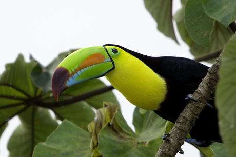 Keel-billed Toucan 2