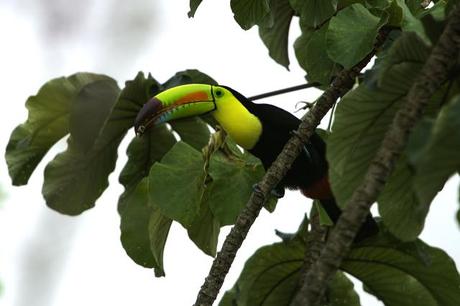 Keel-billed Toucan