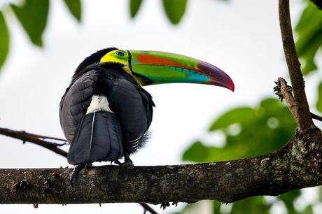 Keel-billed-Toucan-20