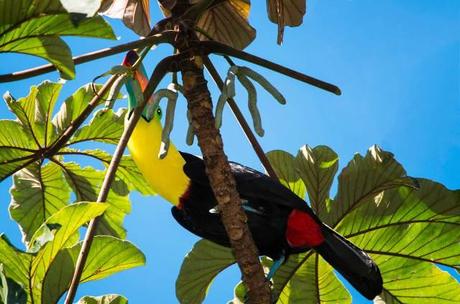 Keel-billed-Toucan-Feeding