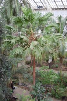 Livistona chinensis (09/02/2013, Kew Gardens, London)