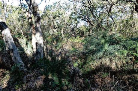 bushland at tarragal camp