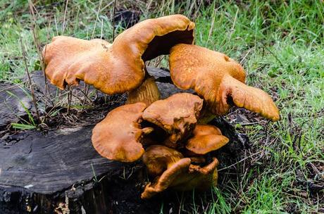large fungi on tree stump