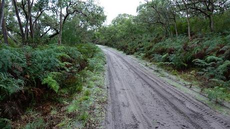 sandy section of telegraph road