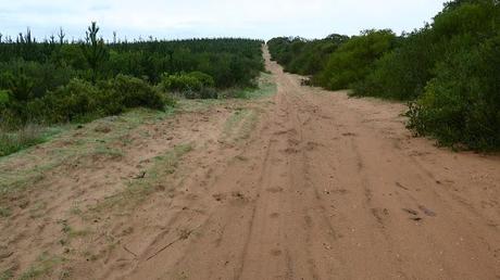 sandy track passing pine tree plantation