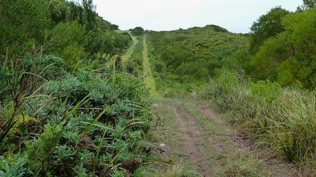 straight walking track amongst trees 