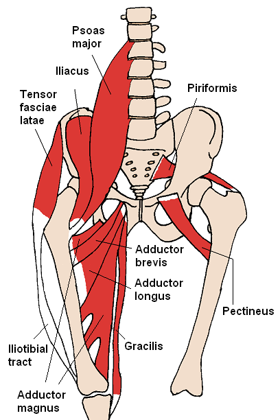 Diagram detailing the front view of lower spine, pelvis, and thighs. Various muscles, including the hip adductors, are shown in red and are labeled.