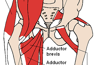Hip Anatomy: External Rotation - Paperblog
