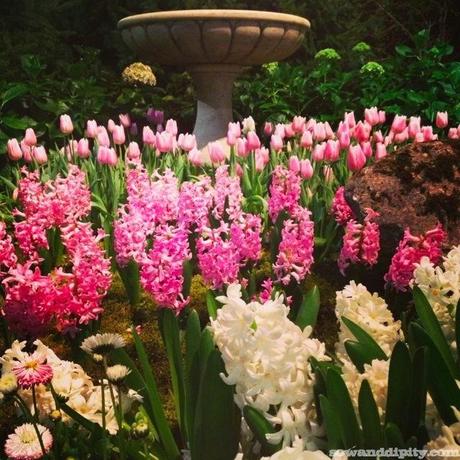 Spring Bulbs at the NWFGS