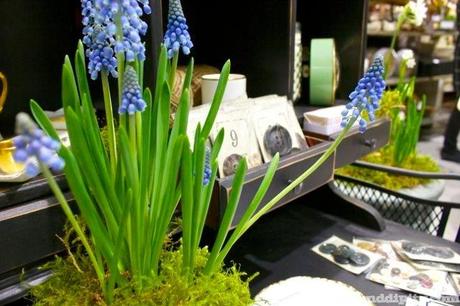 Muscari and Buttons