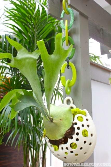 Staghorn Fern