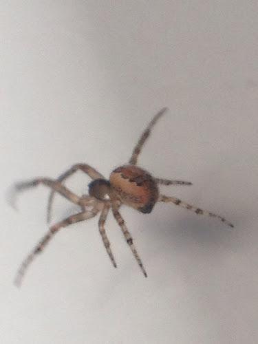 59/365 incy wincy web spinner