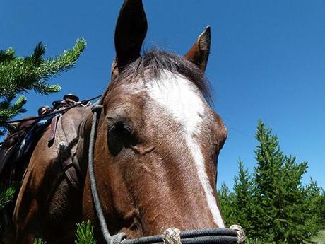 Cowgirl Dreams