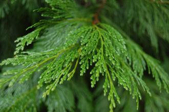 Calocedrus decurrens Leaf (09/02/2013, Kew Gardens, London)